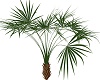 Little Palm Tree