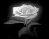 [Tazz]White rose
