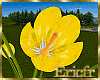 [Efr] Tulips Yellow