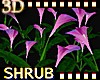 Pink Calla Lily Patch