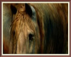 Daintree Horse Canvas 