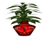 Valentines Day Plant 1