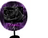 Purple N blackrose