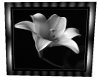 (M) framed lily