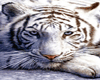 [BWC] Siberian Tiger