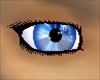 LS Cobalt Blue Eyes