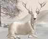 ♫Winter White Deer