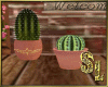 *Pot Cactus Rond