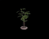 Bamboo Plant  Club...