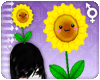 [Y]Sunflower
