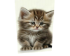 T, Cat Lovers