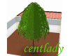 centlady tree2