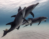 MTD Dolphin group 