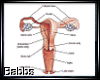 B| Vaginal Diagram Chart