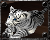 *NS1* Baby White Tiger