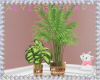 Kitten Plant Duo