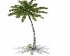 Skys Palm Tree Animated