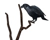 Perched Raven Anim