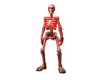 Skeleton Avatar +