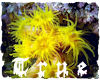 {TRUE} Under the Sea 2
