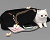Kitten In Purse