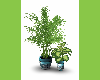(DL) Plant Oriental 3