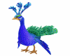 peacock/pavão