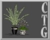 BEL AIR SET OF 2 PLANTS