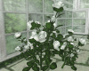 White Rose Bush