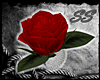 [SS] Red Rose Ring - L