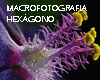 flor macrofotografia