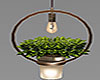 Hanging Light Plant
