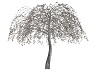 winter kissing tree