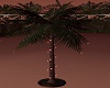 Island Palm Tree