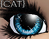{CAT}Fragile-Blue Eyes