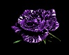 [Tazz]Purple rose