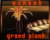Zy| SUNSET Grand Plant