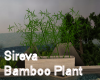 Sireva Bamboo Plant