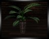 BB|Cozy Plant v4