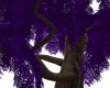 deep purple willow tree