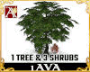 TREES (1 TREE 3 SHRUBS)