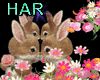 Hare effect
