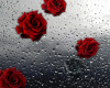 Window Rain Rose