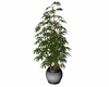 Tall potted house plant