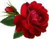 Medium Rose
