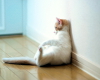 !!A!! Cat Canvas