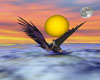 Sunset Hawk Flight