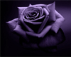 Purple Rose Posed Rug