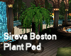 Sireva Boston Plant Ped