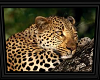 Leopard pic ver.1